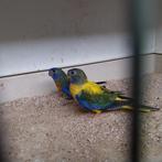 Splendids, Dieren en Toebehoren, Geringd