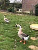 Oeufs  de l’oie caronculee du Japon