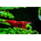 neocardinia special red, Dieren en Toebehoren, Vissen | Aquariumvissen, Kreeft, Krab of Garnaal, Zoetwatervis, Schoolvis