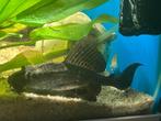 GRATIS - Algeneter vis bodem (12cm groot), Dieren en Toebehoren, Vis, Zoetwatervis