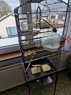 Cage avec 5 canari, Animaux & Accessoires, Enlèvement, Utilisé
