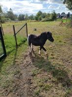 Te koop: Belgische miniatuurpaardje hengst, Dieren en Toebehoren, Paarden, Hengst, Gechipt, 11 jaar of ouder