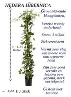 HEDERA KLIMOP HAAGPLANTEN 1 -1,25 Meter, gestokt  = 3,2o€/st, Overige soorten, Haag, Ophalen, 100 tot 250 cm