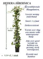 PLANTES DE HAIE HEDERA LIERRE 1 -1,25 Mètre = 3,2o€/pc, Jardin & Terrasse, Plantes | Arbustes & Haies, 100 à 250 cm, Enlèvement