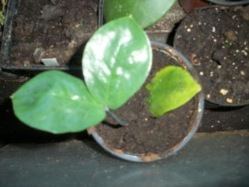 Zamioculcas of Zz - plant beschikbaar voor biedingen