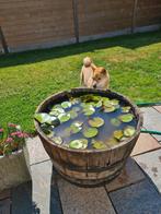 Vijvertje in ton met waterlelies, Tuin en Terras, Ophalen, Gebruikt