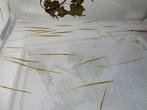 Sipyloidea chlorotica, Dieren en Toebehoren, Insecten en Spinnen