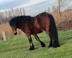 Paard 1,66 bruin hengst 3 jaar oud, Dieren en Toebehoren, Hengst, 3 tot 6 jaar, Gechipt, Onbeleerd
