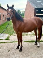 Leuke 2-jarige D pony, Dieren en Toebehoren, Pony's, Ruin, D pony (1.37m tot 1.48m), Gechipt, 0 tot 2 jaar