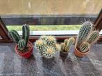 4 cactussen, Ophalen