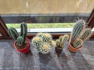 4 cactussen  beschikbaar voor biedingen