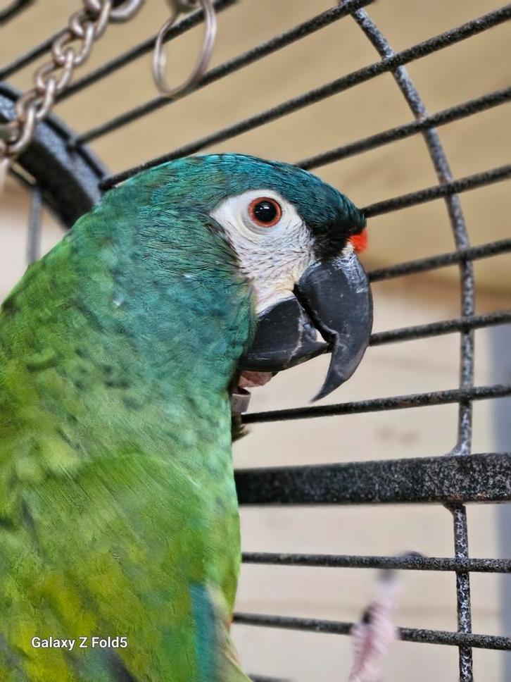 MOOIE MANNELIJKE super KWEEKRIJPE ILLIGERS ARA. 8 NESTJES.., Dieren en Toebehoren, Vogels | Parkieten en Papegaaien, Papegaai