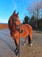 Fijn recreatie paard, Dieren en Toebehoren, Paarden, B, Ruin, 11 jaar of ouder, Recreatiepaard