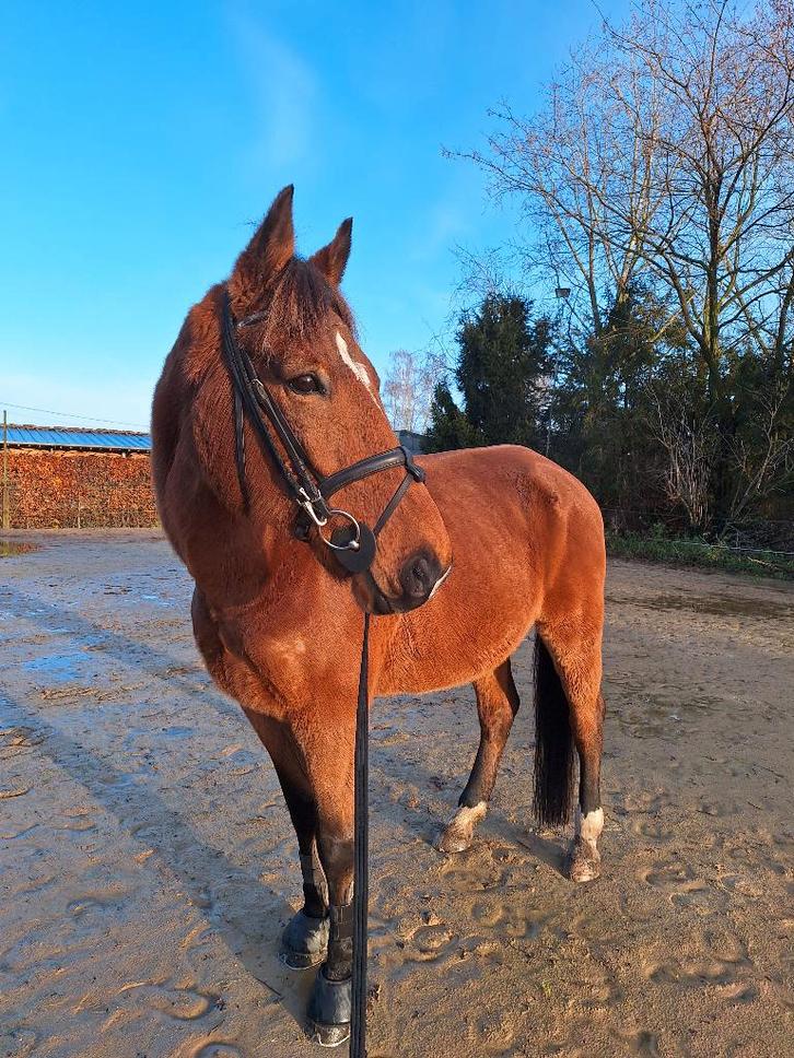 Fijn recreatie paard, Dieren en Toebehoren, Paarden, Ruin, B, 165 tot 170 cm, 11 jaar of ouder, Recreatiepaard