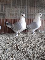 Oud-Oosterse Meeuwen