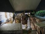 KWEEKRIJPE KOPPELS VALKPARKIETEN VANAF 60 EURO/KOPPEL, Meerdere dieren, Parkiet