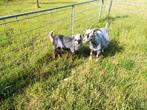 Dwerg geitjes, Dieren en Toebehoren, Schapen, Geiten en Varkens
