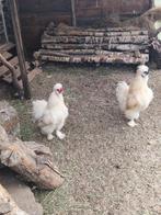 Zijdehoen hanen gratis, Dieren en Toebehoren, Pluimvee