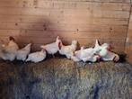 Broedeieren poule de bresse grote aantallen mogelijk, Kip, Meerdere dieren