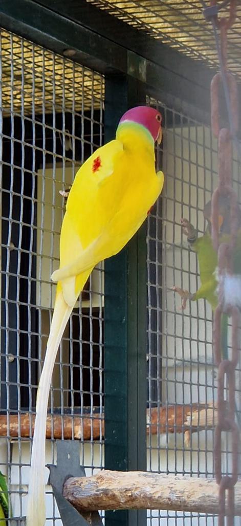 Gezocht: veel soorten vogels forpus Muisparkieten enz, Dieren en Toebehoren, Vogels | Parkieten en Papegaaien