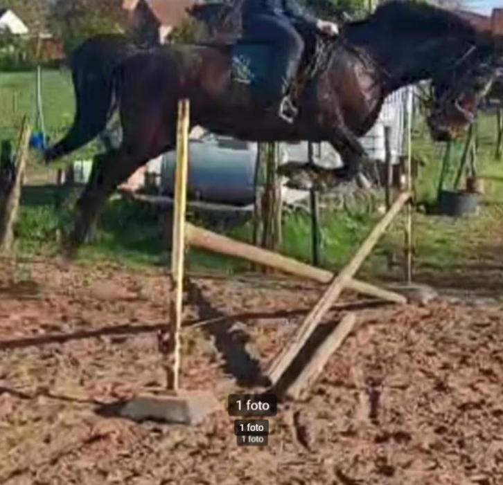 Prachtige brave merrie van zeer goede afstamming, Dieren en Toebehoren, Paarden, Merrie, 165 tot 170 cm, 7 tot 10 jaar, Recreatiepaard