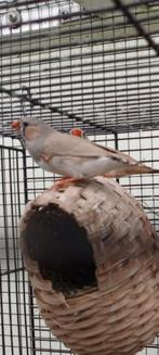 Twee zebravinken, Dieren en Toebehoren
