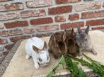 Raszuivere rex en hangoordwergen in verschillende kleuren, Dieren en Toebehoren, Konijnen, Mannelijk, Dwerg, 0 tot 2 jaar