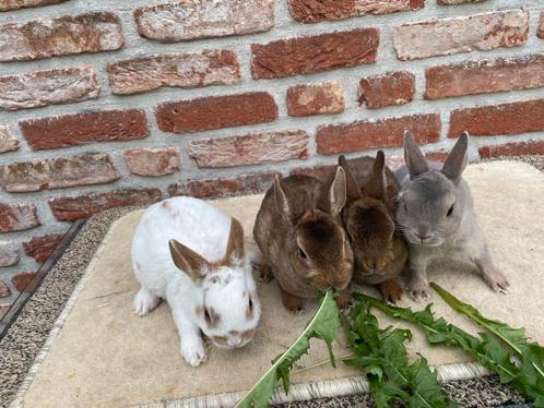 Raszuivere rex en hangoordwergen in verschillende kleuren, Dieren en Toebehoren, Konijnen, Dwerg, Mannelijk, 0 tot 2 jaar