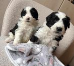 Knappe Aussiedoodle pups (Australische herder x poedel), Dieren en Toebehoren, Parvo, België, 8 tot 15 weken, Meerdere