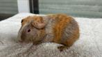 Cavia Us Teddybeer QF quadricolor, Ophalen, Cavia