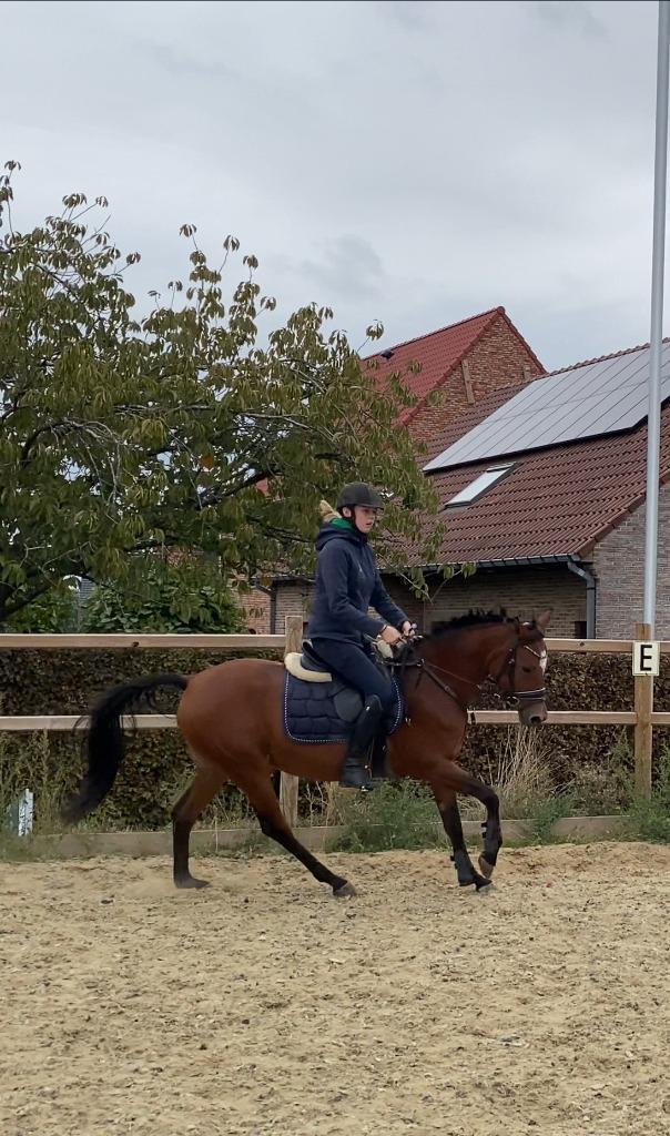 All round pony, Dieren en Toebehoren, Pony's, Merrie, B, D pony (1.37m tot 1.48m), Recreatiepony, 3 tot 6 jaar, Met stamboom, Gechipt