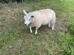 Ramlammeren voor dek of slacht Texelras., Dieren en Toebehoren, Mannelijk, Schaap, 0 tot 2 jaar