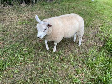 Ramlammeren voor dek of slacht Texelras. beschikbaar voor biedingen
