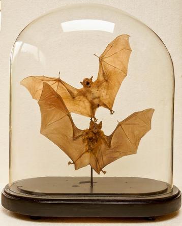 HALLOWEEN  2 vliegende vleermuizen in stolp beschikbaar voor biedingen