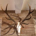 Grote hertenkop, Antiek en Kunst