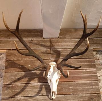 Grote hertenkop  beschikbaar voor biedingen