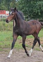 Talentvol hengstenveulen van Jaguar vd Berghoeve, Dieren en Toebehoren, Paarden, Springpaard, Gechipt, Niet van toepassing, 0 tot 2 jaar
