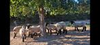 Suffolk ooilammeren, Dieren en Toebehoren
