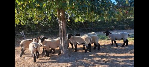 Suffolk ooilammeren, Dieren en Toebehoren, Schapen, Geiten en Varkens