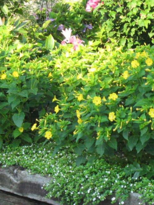 Zaadjes Gele Nachtschone, Tuin en Terras, Bloembollen en Zaden, Ophalen