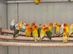 Fischeri pale fallow 2024 koppels, Dieren en Toebehoren