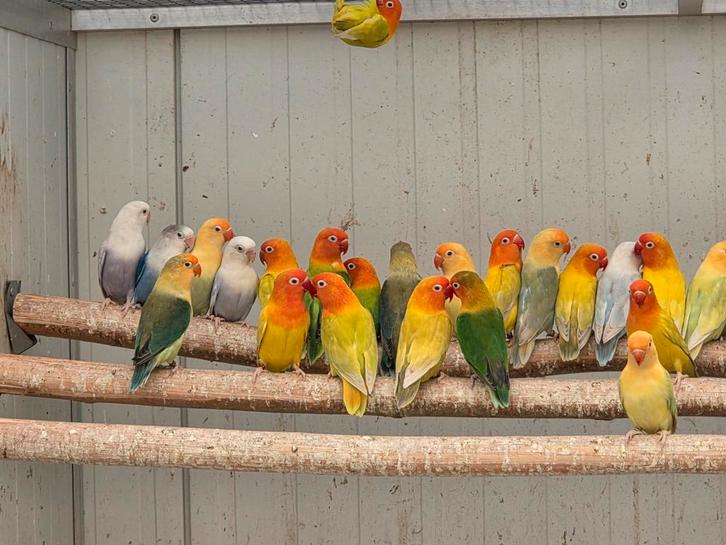 Fischeri pale fallow 2024 koppels, Dieren en Toebehoren, Vogels | Parkieten en Papegaaien