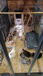 Serama broedeitjes. Krul/zijde/glad, Poule ou poulet