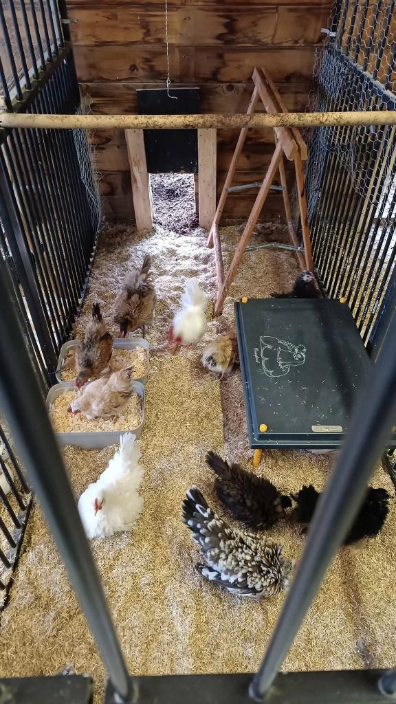 Serama broedeitjes. Krul/zijde/glad, Animaux & Accessoires, Volatiles, Poule ou poulet