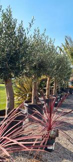 Terrasolijfboom Olea Europaea, Ophalen, Olijfboom