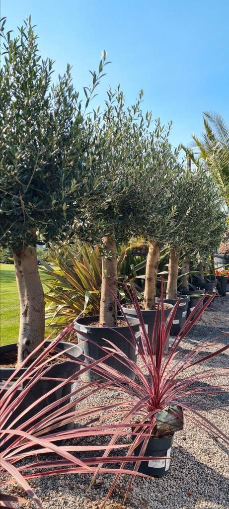 Terrasolijfboom Olea Europaea, Tuin en Terras, Planten | Bomen, Olijfboom, Ophalen