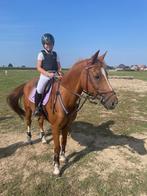 super fijne D ponies, Dieren en Toebehoren, Niet van toepassing, Springpony, D pony (1.37m tot 1.48m), Meerdere dieren
