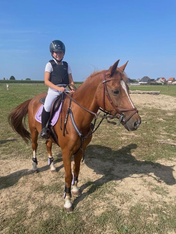 super fijne D ponies, Dieren en Toebehoren, Pony's, Meerdere dieren, Niet van toepassing, D pony (1.37m tot 1.48m), Springpony