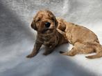 Australian labradoodle pups, Animaux & Accessoires, Accessoires pour chiens, Enlèvement