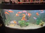 Aquarium juwel te koop met vissen, Ophalen of Verzenden, Zo goed als nieuw